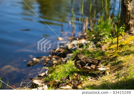 A large mother duck, ducklings rest on the shore of the reservoir and swim. 83415299