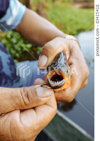 Piranha fishing. The fisherman shows the teeth of the fish. Piranha fishing. The fisherman shows the teeth of the fish. 83415418