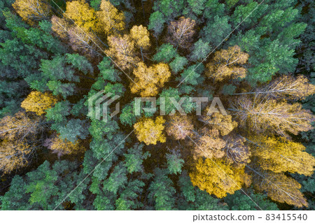 Directly above aerial drone full frame shot of green emerald pine forests and yellow foliage groves with beautiful texture of treetops. Beautiful fall season scenery. Mountains in autumn golden colors 83415540