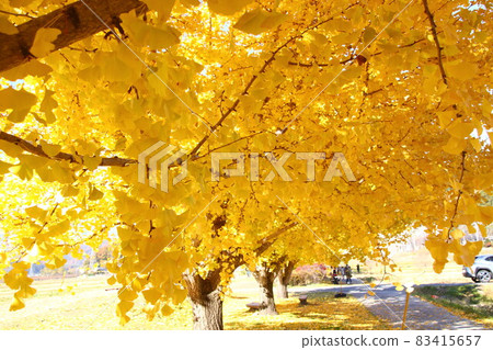 Colored ginkgo trees Colored ginkgo trees 83415657