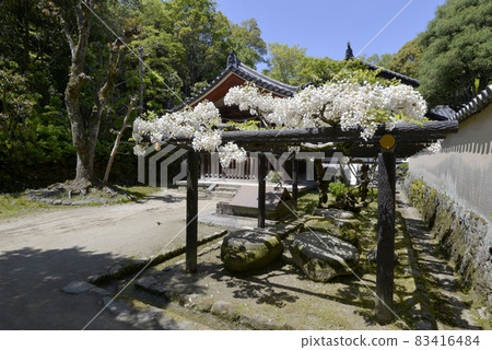 奈良市五條町白藤藤架東招提寺 奈良市五條町白藤藤架東招提寺 83416484