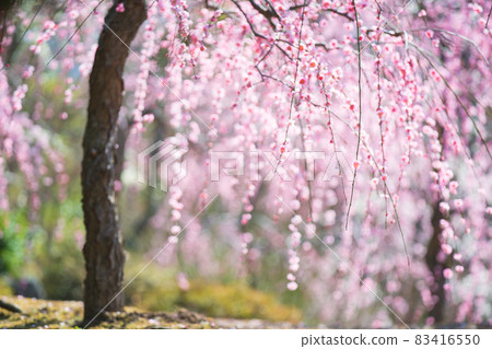 Plum taken at Seongnam-gu Shrine in Fushimi-ku, Kyoto-shi 83416550