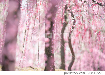 梅花在京都市伏見區的城南區神社拍攝 83416553