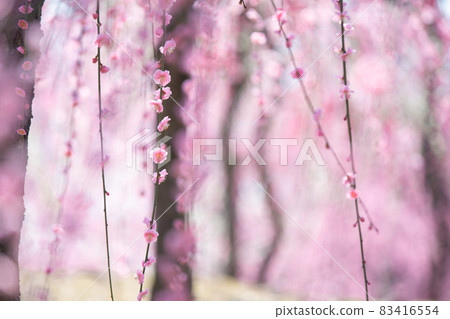 梅花在京都市伏見區的城南區神社拍攝 83416554