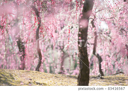 Plum taken at Seongnam-gu Shrine in Fushimi-ku, Kyoto-shi 83416567