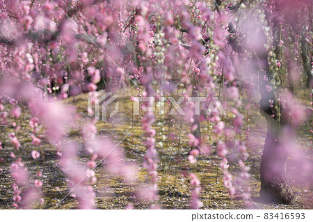 梅花在京都市伏見區的城南區神社拍攝 83416593