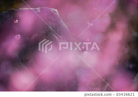 Plum taken at Seongnam-gu Shrine in Fushimi-ku, Kyoto-shi Plum taken at Seongnam-gu Shrine in Fushimi-ku, Kyoto-shi 83416621