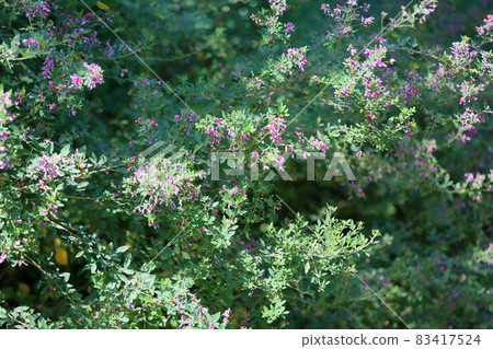 Hagi flower 83417524