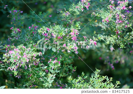 Hagi flower 83417525