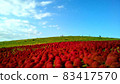 Kochia of Hitachi Beach Park 83417570