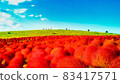 Kochia of Hitachi Beach Park 83417571