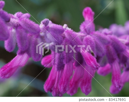 Purple fluffy flowers Purple fluffy flowers 83417691