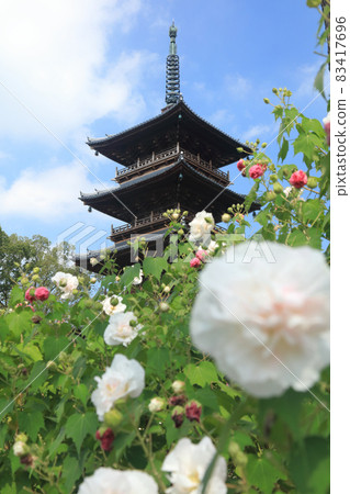 Shikoku Sacred Ground No. 70 Fudasho "Motoyamaji" Five-storied Pagoda and Fuyo no Hana Shikoku Sacred Ground No. 70 Fudasho "Motoyamaji" Five-storied Pagoda and Fuyo no Hana 83417696