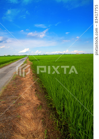 Granary area Arakawa riverbed Saitama New Urban Center Paddy field Midsummer scenery 83417755