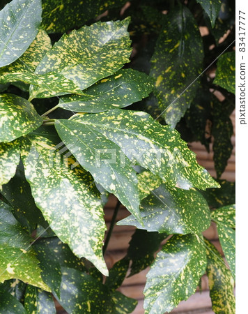 Aoki (Aucuba japonica) Aoki (Aucuba japonica) 83417777