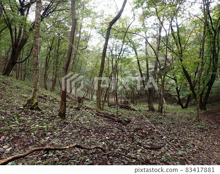 山中的一條小山路 83417881