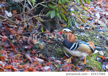 Oshidori (male) 83417966