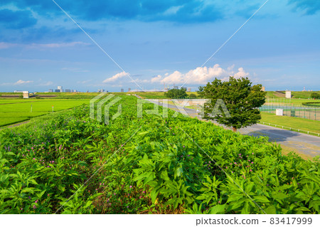 荒川河床,近荒川運動公園,朝向埼玉新市區,盛夏風光 荒川河床,近荒川運動公園,朝向埼玉新市區,盛夏風光 83417999