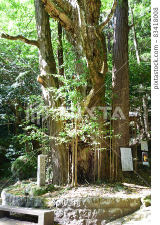 岩屋公園的大銀杏樹 岩屋公園的大銀杏樹 83418008