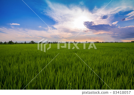 晚景秩父山脈稻田盛夏風光 晚景秩父山脈稻田盛夏風光 83418057