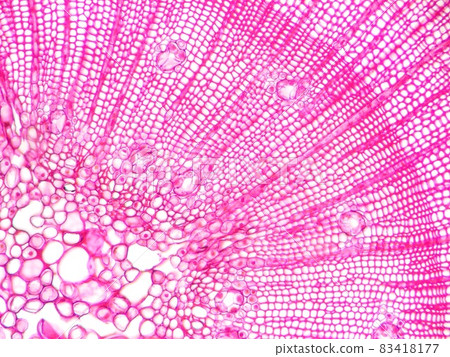 Bright stalk cross section 83418177