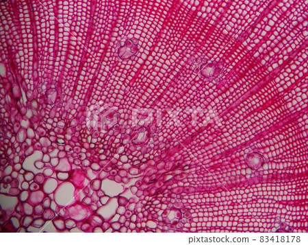 被染成紫色的杉木莖的橫截面 83418178