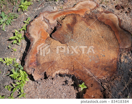 Can be used to know the direction of stump cherry blossoms Can be used to know the direction of stump cherry blossoms 83418384