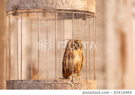 古董房間裡的貓頭鷹動物標本剝制術 83418469