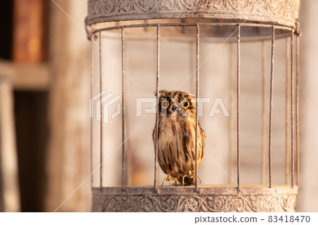 古董房間裡的貓頭鷹動物標本剝制術 古董房間裡的貓頭鷹動物標本剝制術 83418470