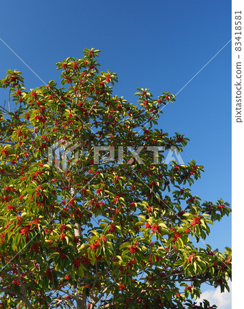 Kuroganemochi (for lucky charm and autumn image) 83418581