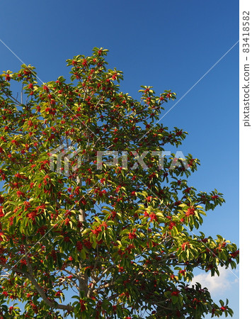 Kuroganemochi (for lucky charm and autumn image) 83418582