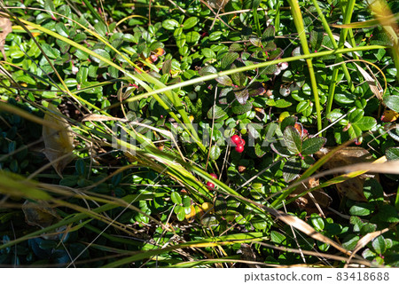 Bilberry fruit Bilberry fruit 83418688