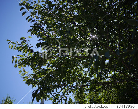 Schoolyard shade, summer schoolyard, thanks to the trees, forest bath 83418956