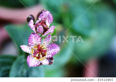 Japanese toad lily (Lesser cuckoo) begins to bloom and the base of the petals is bright yellow! Japanese toad lily (Lesser cuckoo) begins to bloom and the base of the petals is bright yellow! 83418965