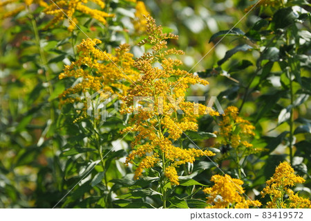 Solidago goldenrod (golden rod) Solidago goldenrod (golden rod) 83419572