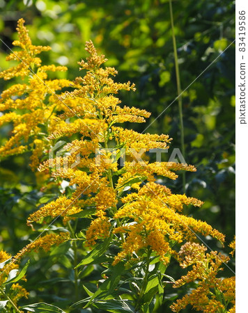 一枝黃花(金棒) 一枝黃花(金棒) 83419586