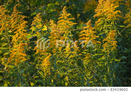 Solidago goldenrod (golden rod) 83419602