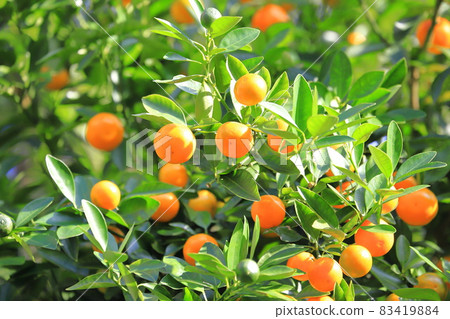 A lot of fruitful "kumquat" 83419884