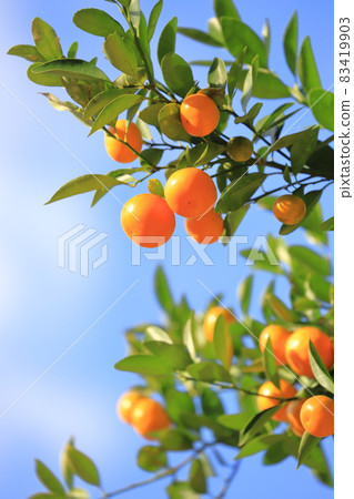 Many "kumquats" that shine in the blue sky Many "kumquats" that shine in the blue sky 83419903