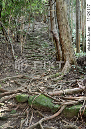 曾根次郎坂太坂(伊勢路)【三重縣尾羽市、三重縣熊野市】 曾根次郎坂太坂(伊勢路)【三重縣尾羽市、三重縣熊野市】 83420167