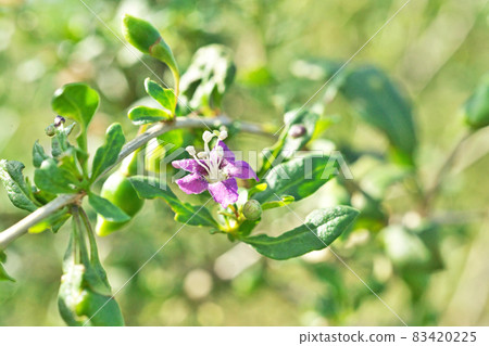 紫枸杞花(秋季) 紫枸杞花(秋季) 83420225