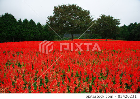 完全開花的走廊 83420231