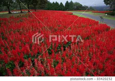 完全開花的走廊 83420232