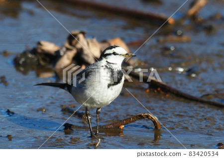 Hakusekirei 83420534