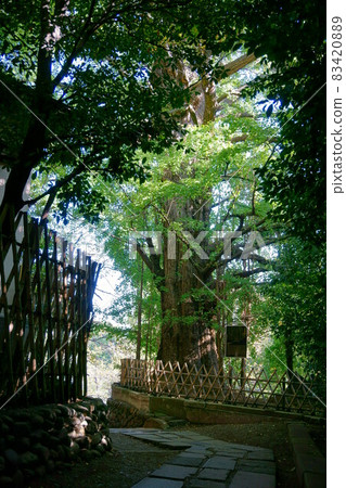 2217 王子神社的銀杏 83420889