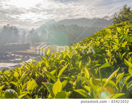 Tea leaves on a plantation near the city of Munar. India. Tea leaves on a plantation near the city of Munar. India. 83421032