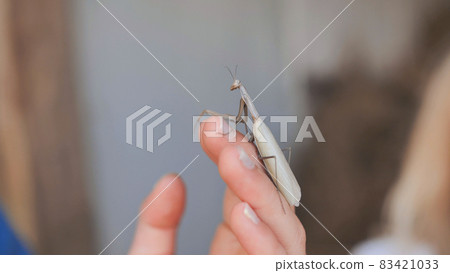 Children examine an insect mantis on a hand. Children examine an insect mantis on a hand. 83421033