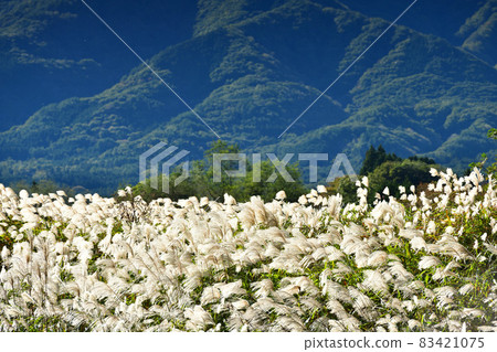北斗市白州町，蒲葦的耳朵在風中飄揚，在陽光的映襯下熠熠生輝。 83421075