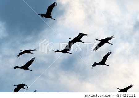 Flying cranes at dawn, Izumi, Kagoshima Prefecture Flying cranes at dawn, Izumi, Kagoshima Prefecture 83421121