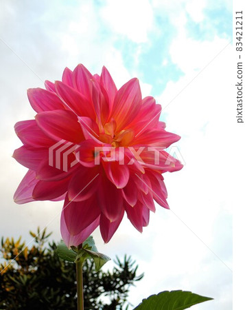 Autumn scenery Dahlia Tenjiku Button (Tenjiku Peony) Pink Autumn scenery Dahlia Tenjiku Button (Tenjiku Peony) Pink 83421211